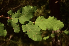 Nothofagus glauca