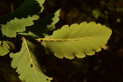 Nothofagus glauca