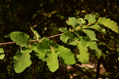 Nothofagus glauca