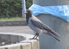 Corvus cornix