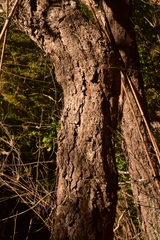 Nothofagus glauca