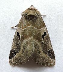 Plagiomimicus pityochromus