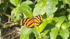 Eueides isabella eva