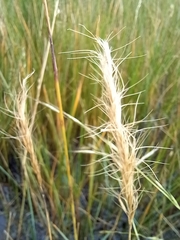 Pentapogon quadrifidus