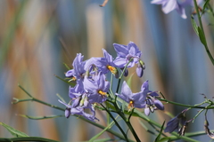 Solanum amygdalifolium