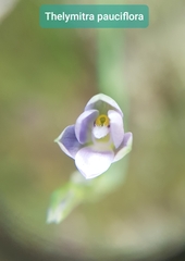 Thelymitra tholiformis