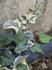 Hedera