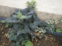 Hedera