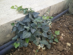 Hedera