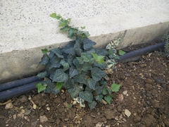 Hedera