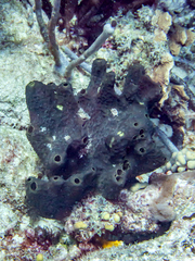 Smenospongia conulosa