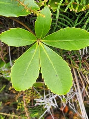 Pseudopanax colensoi