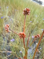 Juncus holoschoenus