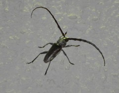 Gnaphalodes trachyderoides