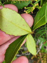 Pseudopanax colensoi