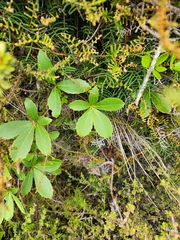 Pseudopanax colensoi