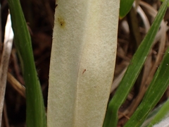 Celmisia spectabilis lanceolata