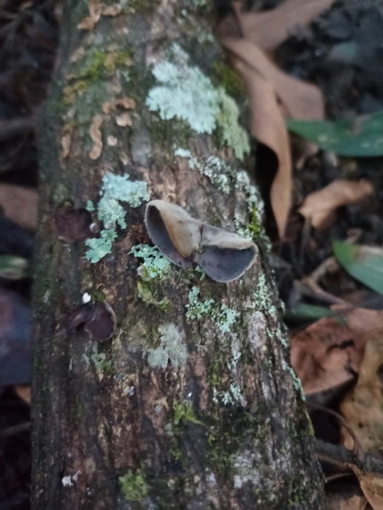 Auricularia nigricans · October 2022 · photo: © biomartita (iNaturalist, cc-by)