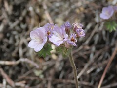 Phacelia vallis-mortae