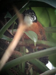 Cantorchilus nigricapillus