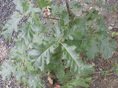 Quercus velutina