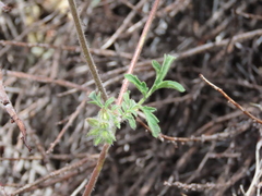 Phacelia vallis-mortae