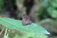 Mycalesis perseoides