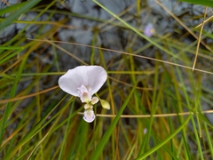 Utricularia beaugleholei