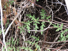 Phacelia vallis-mortae