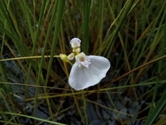 Utricularia beaugleholei