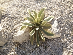 Verbascum sinaiticum