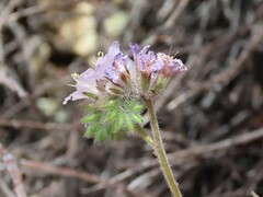 Phacelia vallis-mortae