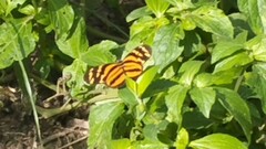 Eueides isabella eva