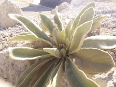 Verbascum sinaiticum