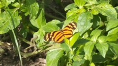 Eueides isabella eva