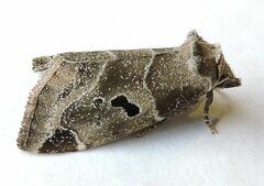 Plagiomimicus pityochromus