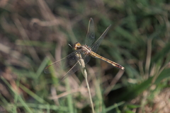 Erythrodiplax nigricans