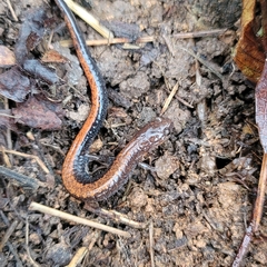 Plethodon serratus