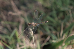 Erythrodiplax nigricans
