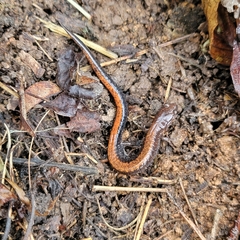 Plethodon serratus