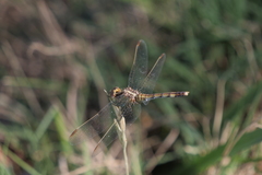 Erythrodiplax nigricans