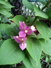 Bougainvillea glabra