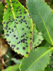 Pseudopanax colensoi