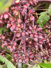 Pseudopanax colensoi