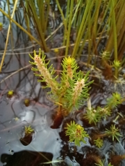 Myriophyllum simulans