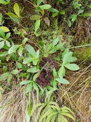 Pseudopanax colensoi