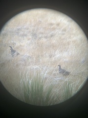 Centrocercus urophasianus