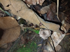 Agaricales
