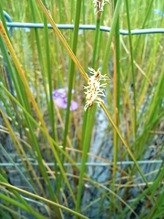 Eleocharis acuta