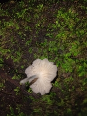 Agaricales
